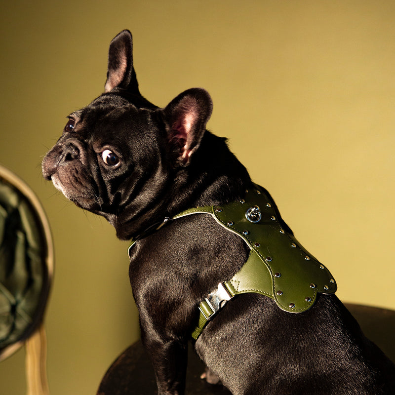 pettorina in pelle verde con borchie su bulldog - baurdelle