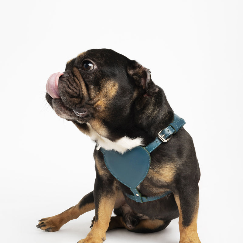 pettorina in pelle a forma di cuore color ottanio indossata da bulldog francese