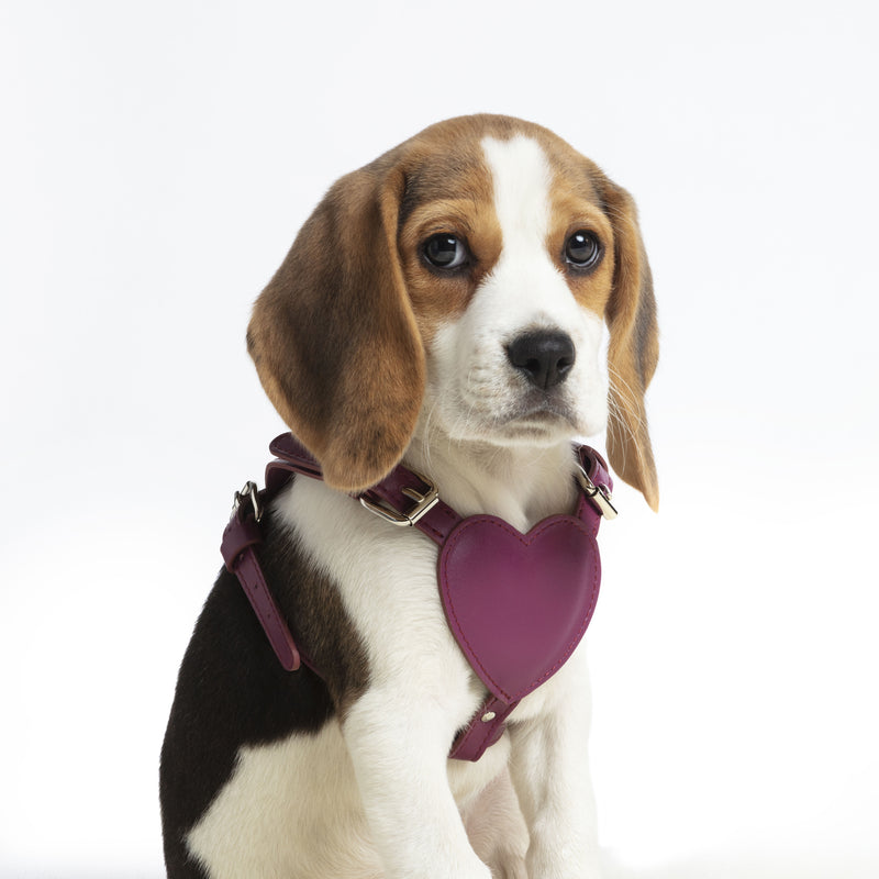pettorina a forma di cuore in pelle color vinaccia con metalli nickel indossato da cane beagle